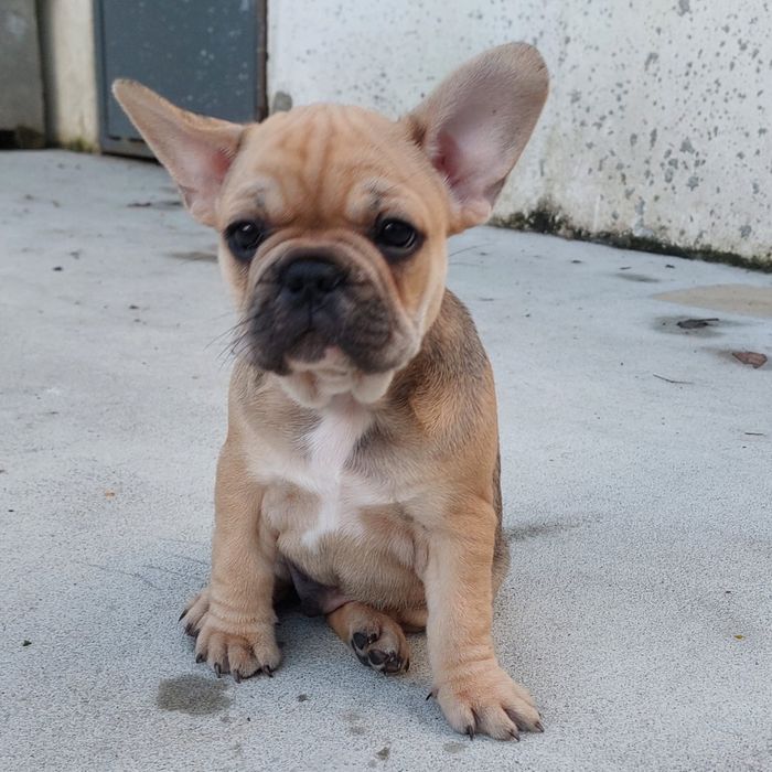Bulldog francês bebé
