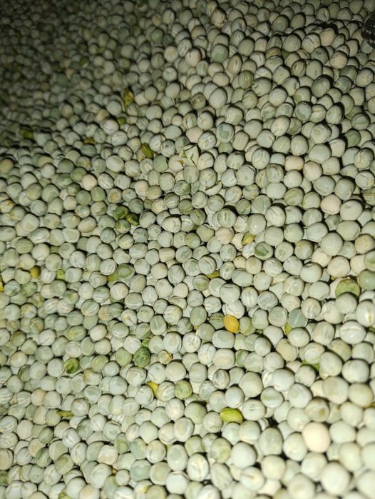 Насіння зеленого гороху