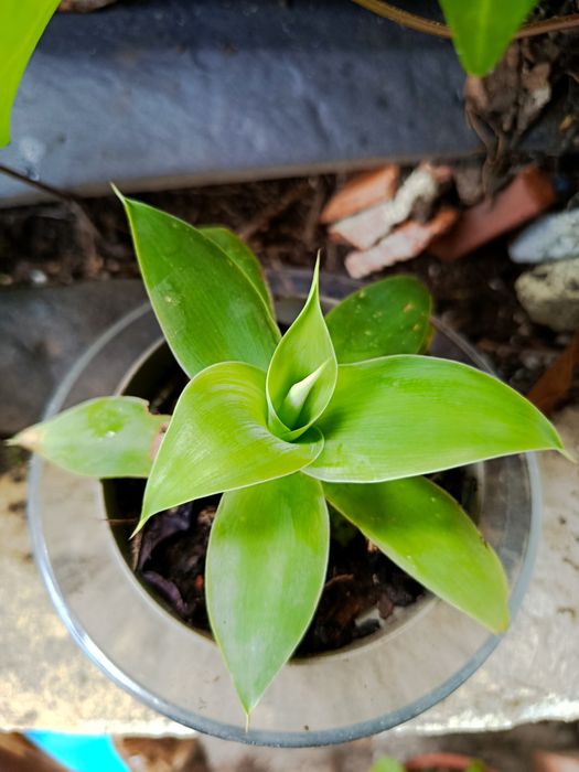 Suculentas para todos