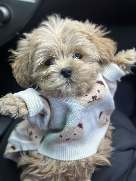 Мини мальчик мальтипу