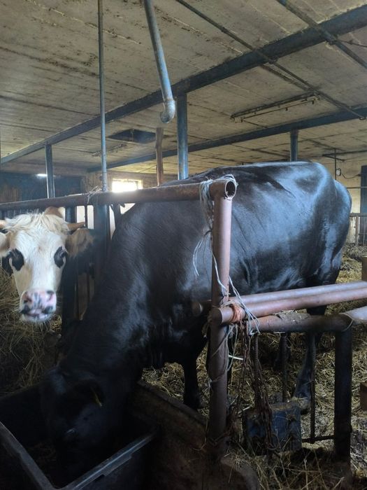 Krowa HF, Krowa Angus cielęta