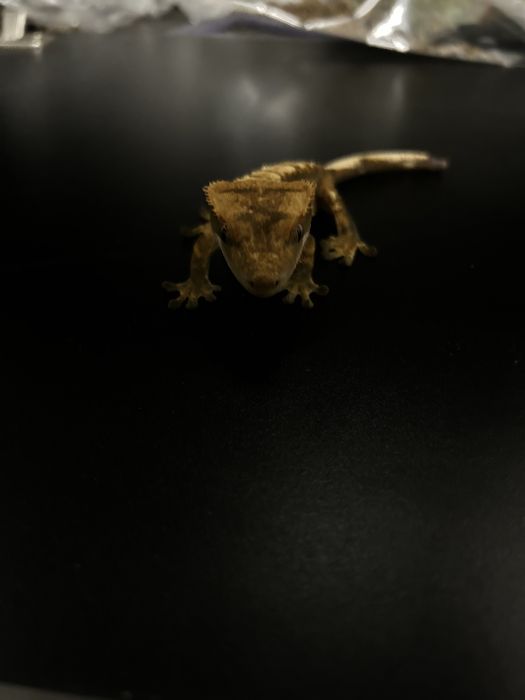 Gekon orzesiony tricolor