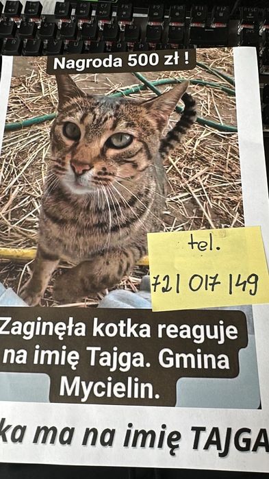 Kotka savannah skradziona ! Nagroda!