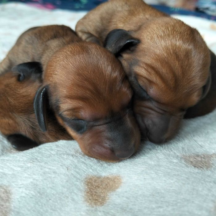 Jamnik krótkowłosy standard