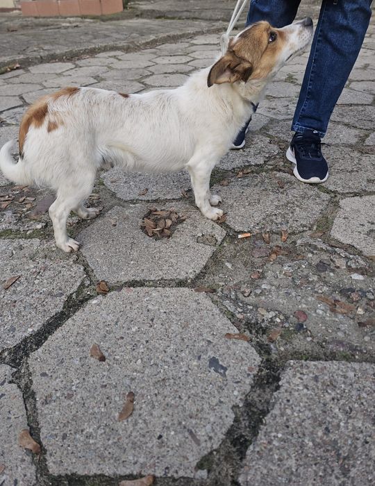 Roczny chłopiec do adopcji