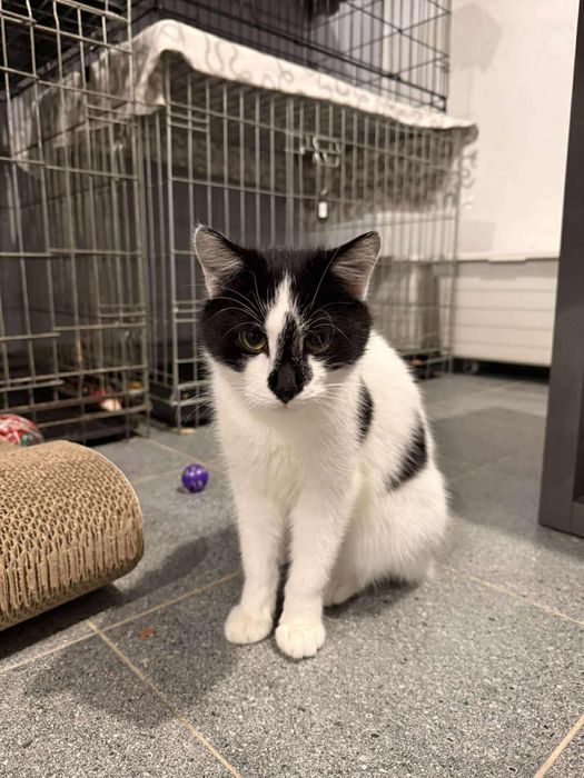 Kocięta w różnym wieku do adopcji