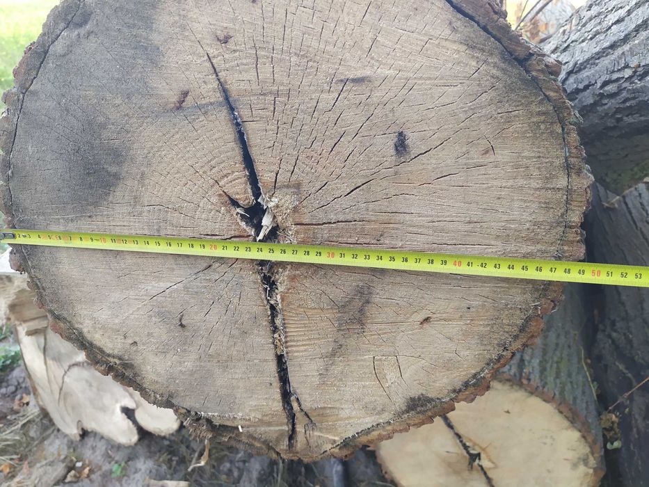 Drzewo Lipa kłody drewno lipowe na rzeźbę kloce bale
