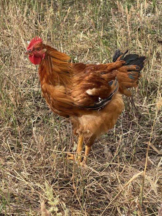 Galos do campo caseiros