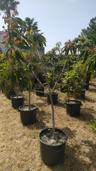 Nespereiras Prontas A Produzir