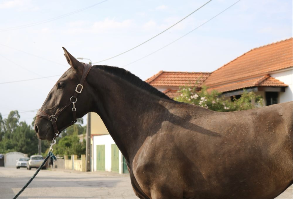 Poldra lusitana preta 2 anos