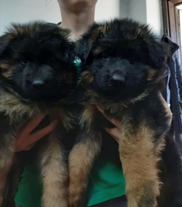 Owczarek niemiecki długowłosy