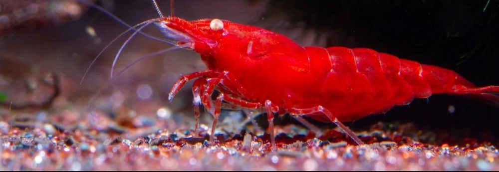 Red Fire OE Neocaridina