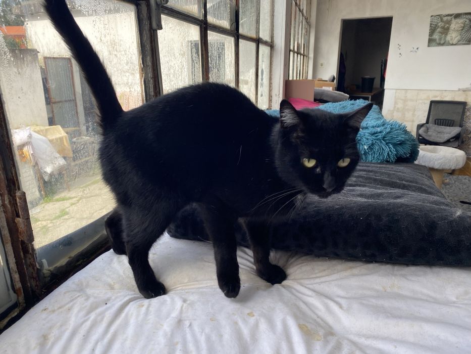 Gatinhos para adoção responsável