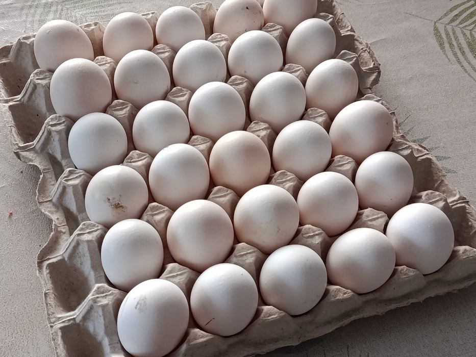 Домашні курячі яйця
