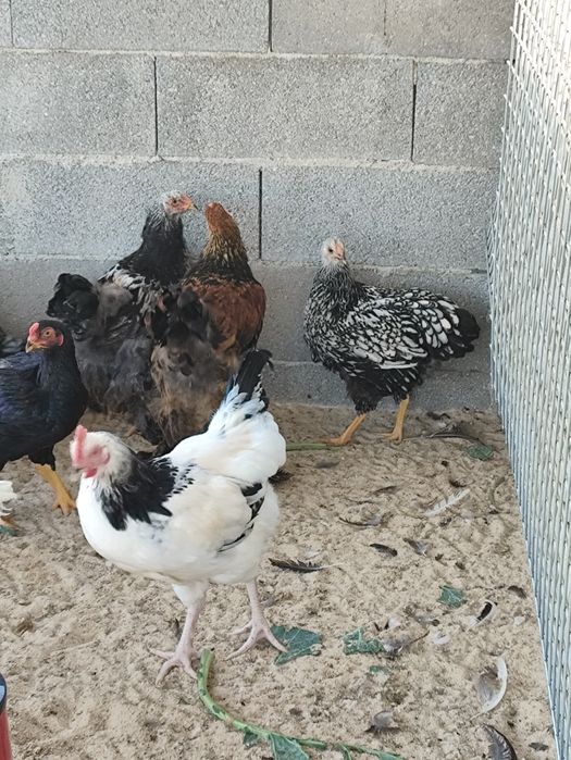 Frangos de várias raças