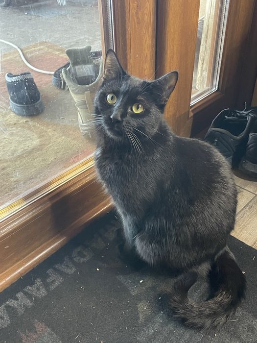 Отдам в хорошие руки