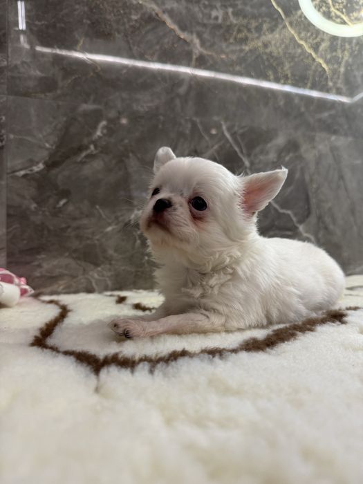 Цуценята чихуахуа