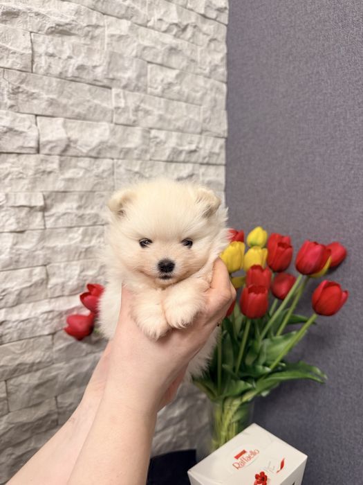 Померанський шпіц .