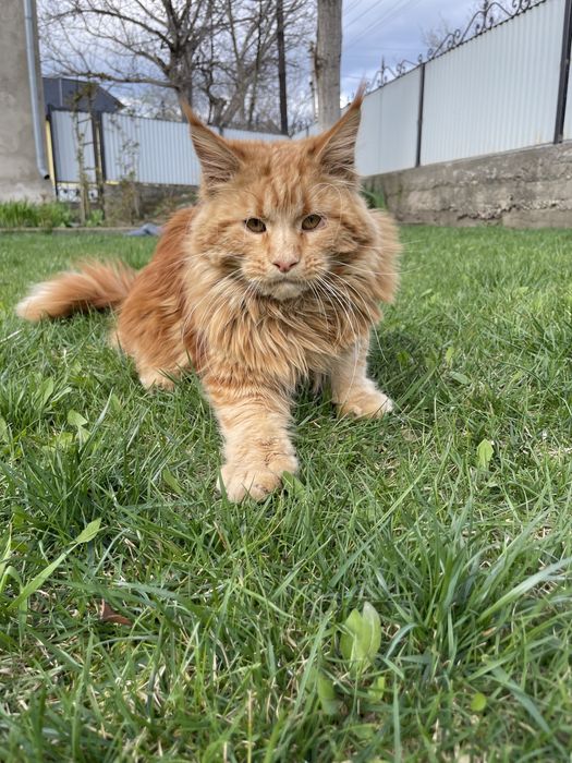 Кіт Мейн-кун в’язка