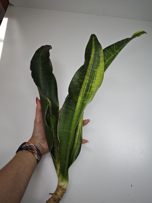 Sansevieria Little Dragon var