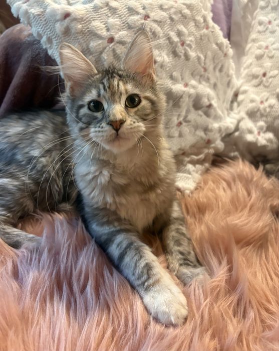 Królewna piękna koteczka maine coon SHK WCF