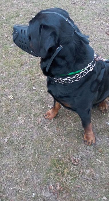 Молодой ротвейлер ищет принцессу