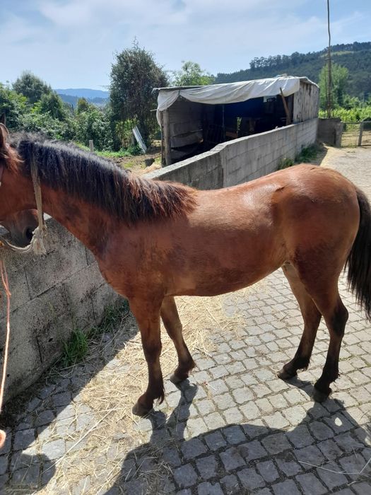 Garraninha 2 anos