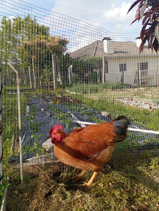 Galo novo para venda