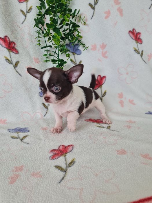 Excelente menino Chihuahua/Chiuaua Cabeça de Maça,Qualidad