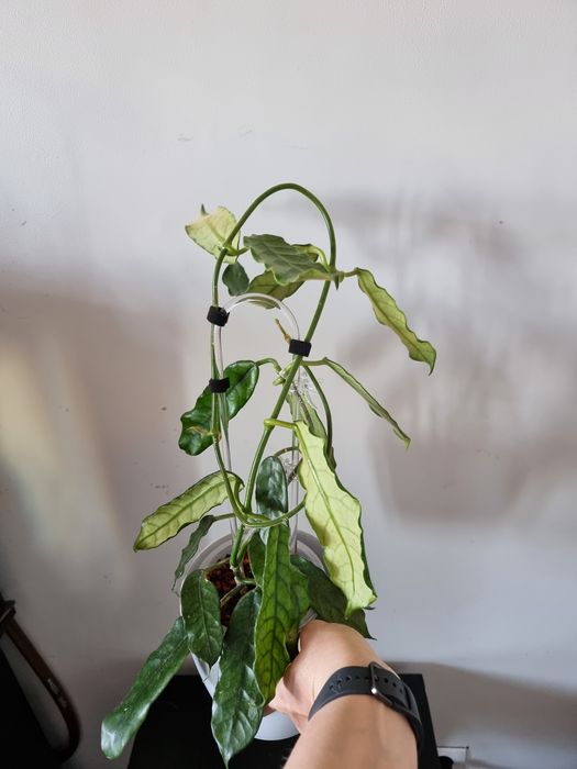 Hoya, hoya MOUNTAIN ZOO