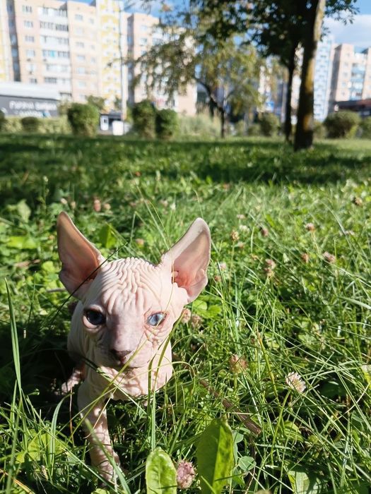 Кошеня донського сфінкса
