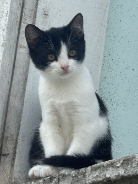 Котик дуже чекає на свій дім