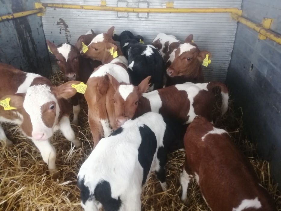 polskie cieleta jałówki cielaki