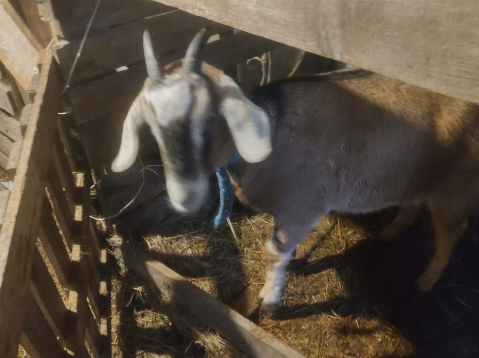 Продам кози 2 шт