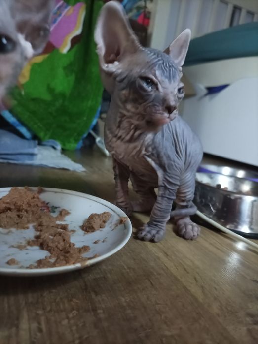 Кошенята Донського Сфінкса!