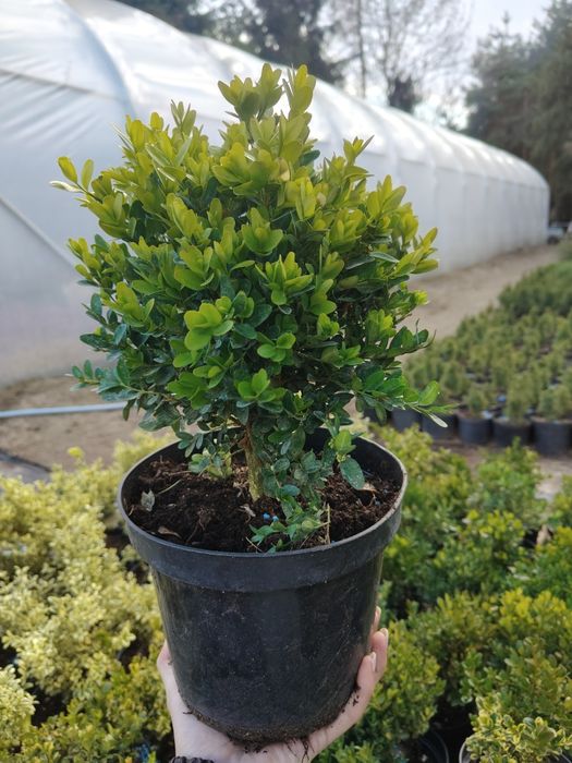 Bukszpan kulisty w doniczce 3l