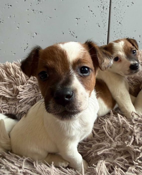 Jack Russell Terrier od # Smartie Jacks # możliwość rezerwacji