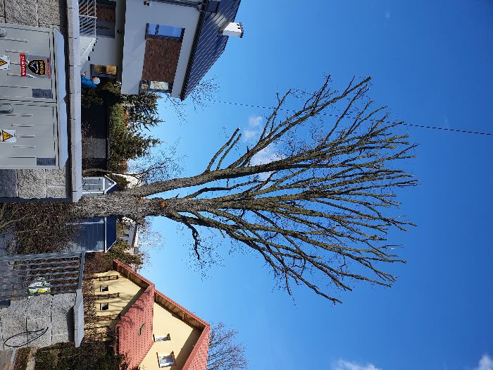 Wycinanie drzew, przycinanie, formowanie koron, Warszawa i okolice.