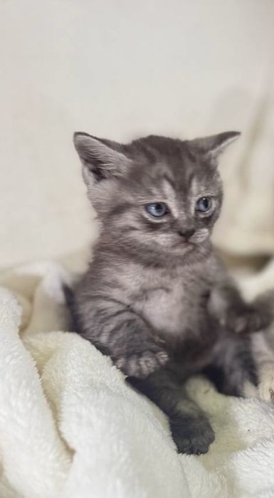 Продається шотландський прямоухий кошеня (Scottish Straight)