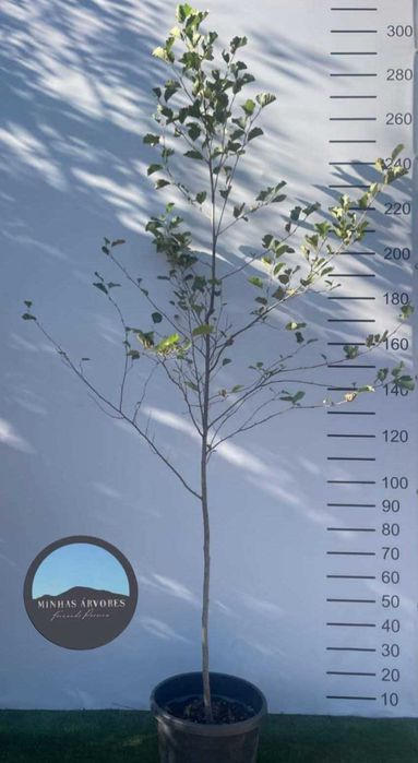 Alnus glutionosa 2,5/300cm