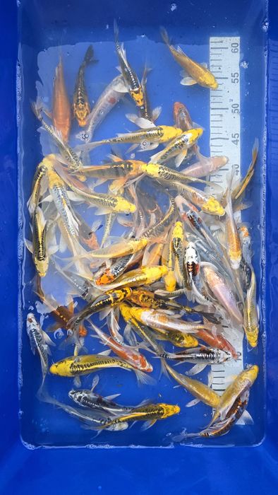 Karp KOI Butterfly 10-12 cm - Wysyłka CAŁA POLSKA