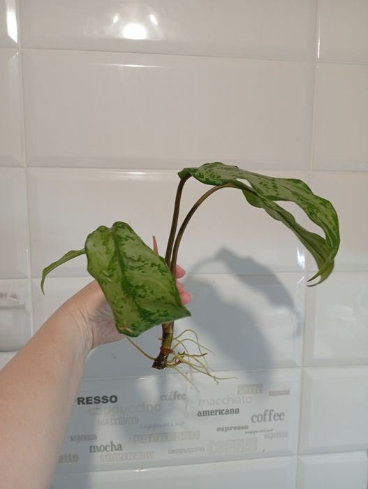 Аглаонема, отросток