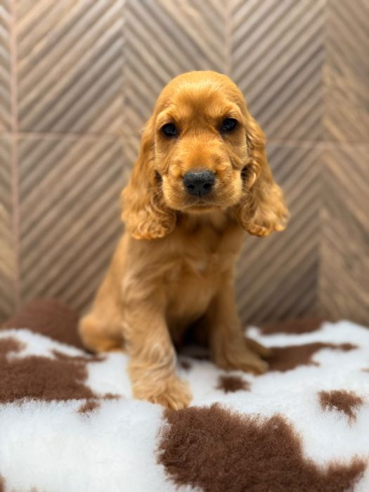 Cocker spaniel angielski sunia