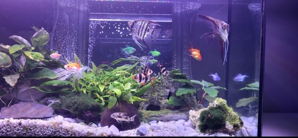 Akwarium z życiem