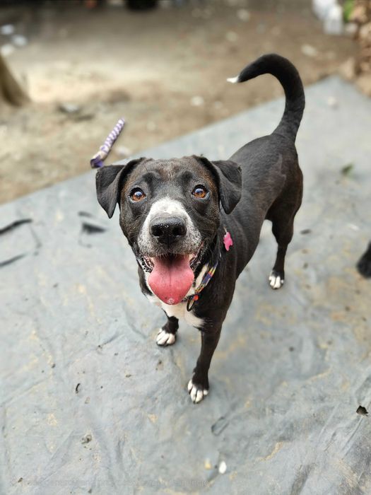 Merry szuka domu jako jedynaczka