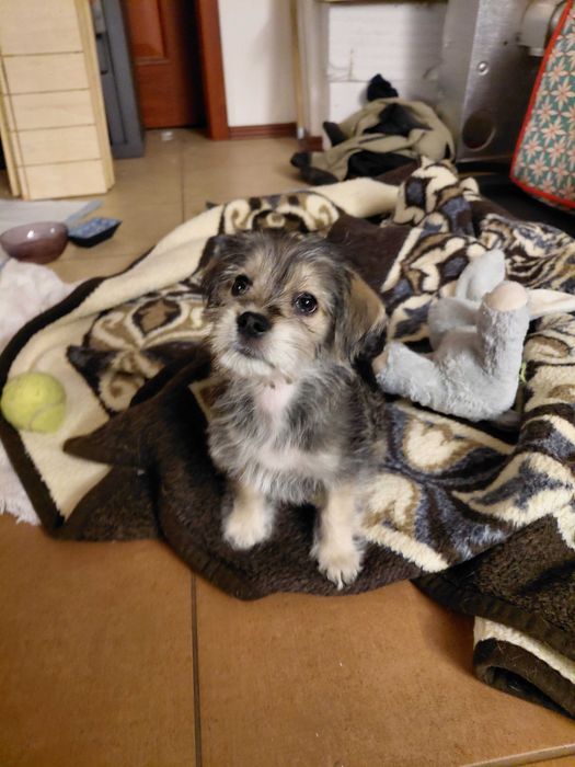 Oddam pieska szczeniaka.