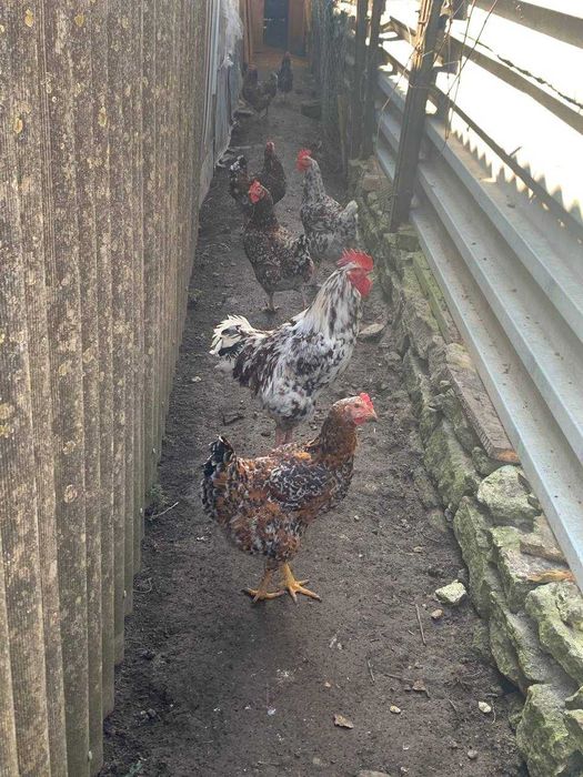 Кури. Яйця курей. Амрокс і Лівенська ситцева.