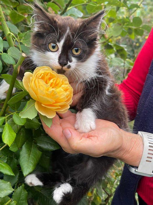 Кошеня хлопчик шукає дім