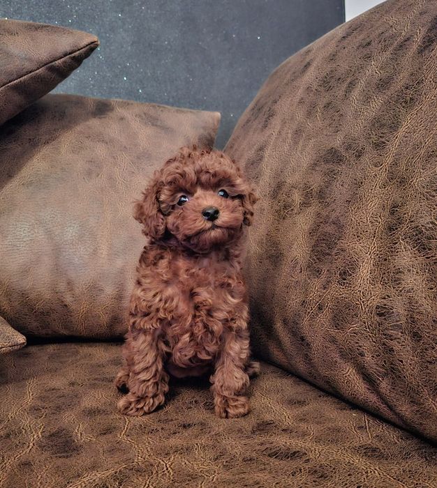 Дуже гарні хлопці той пудель