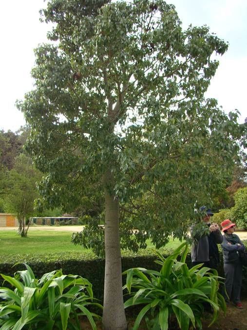 Árvore garrafa (Brachychiton populneus).